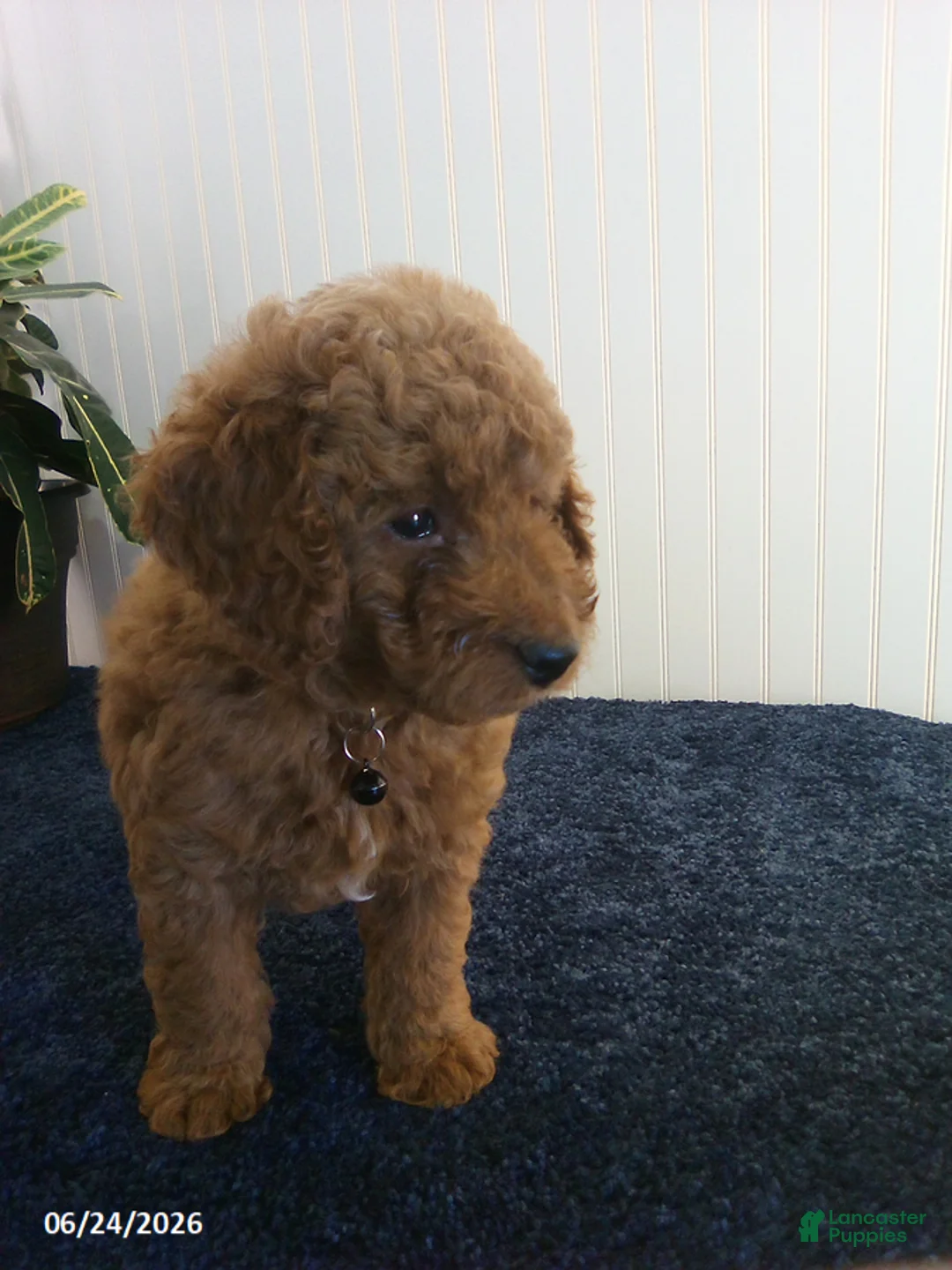 Miniature Poodle dogs for sale: Tony - Ad 3
