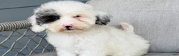 Cavapoo dogs for sale: Blot - Ad 3