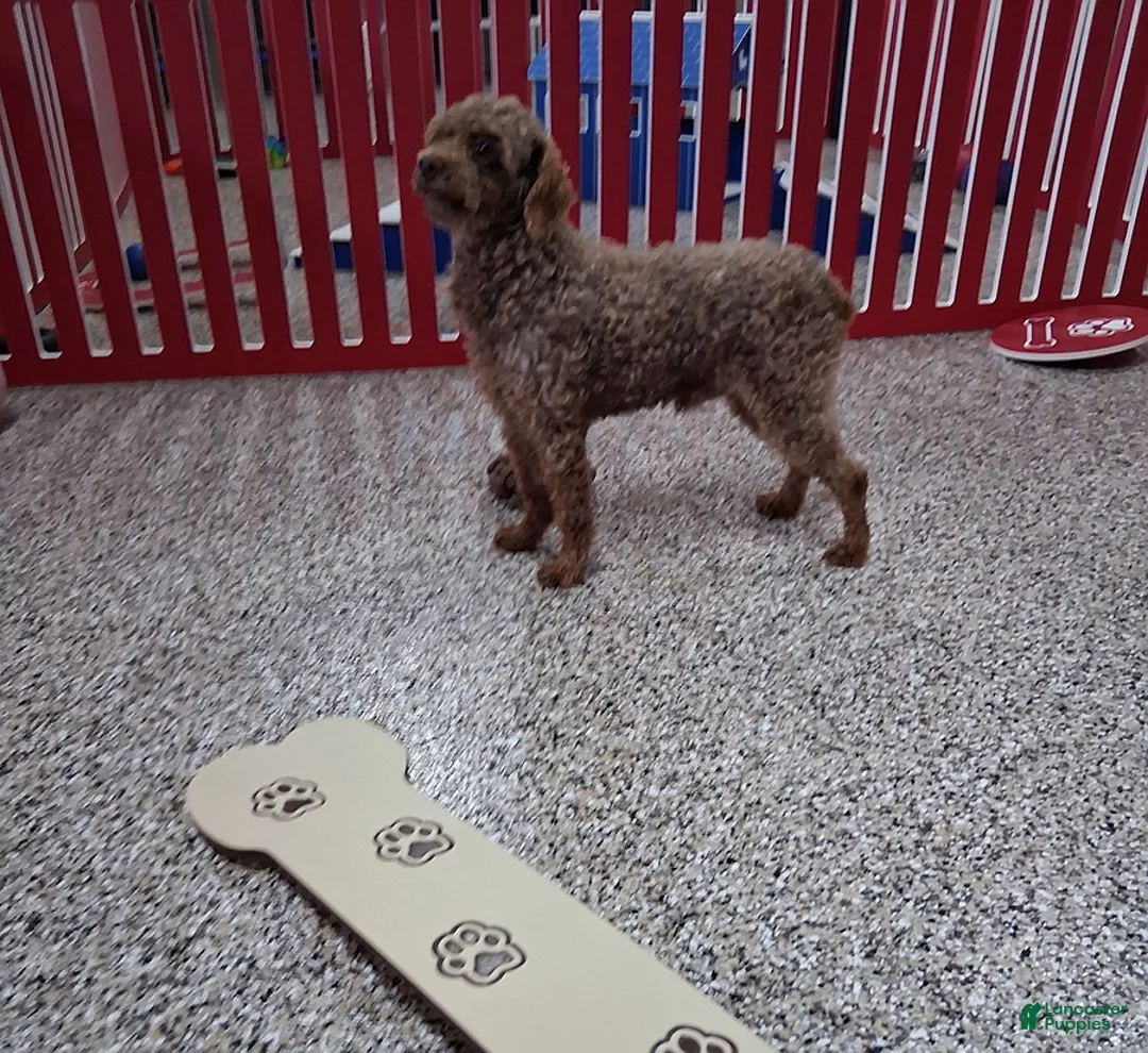 Cockapoo dogs for sale: Angie - Ad 11