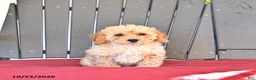 Miniature Poodle dogs for sale: Charlie - Ad 4