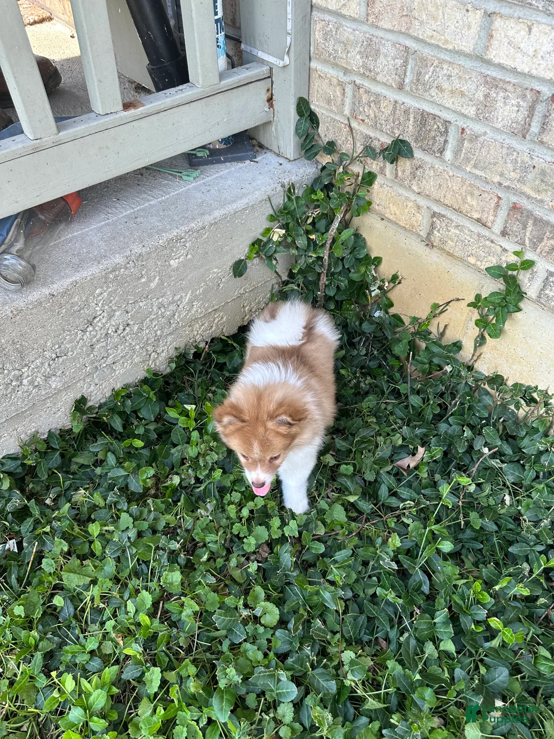 Pomeranian dogs for sale: Pomeranian 3 - Ad 1