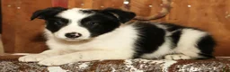 Border Collie dogs for sale: Duke - Ad 5