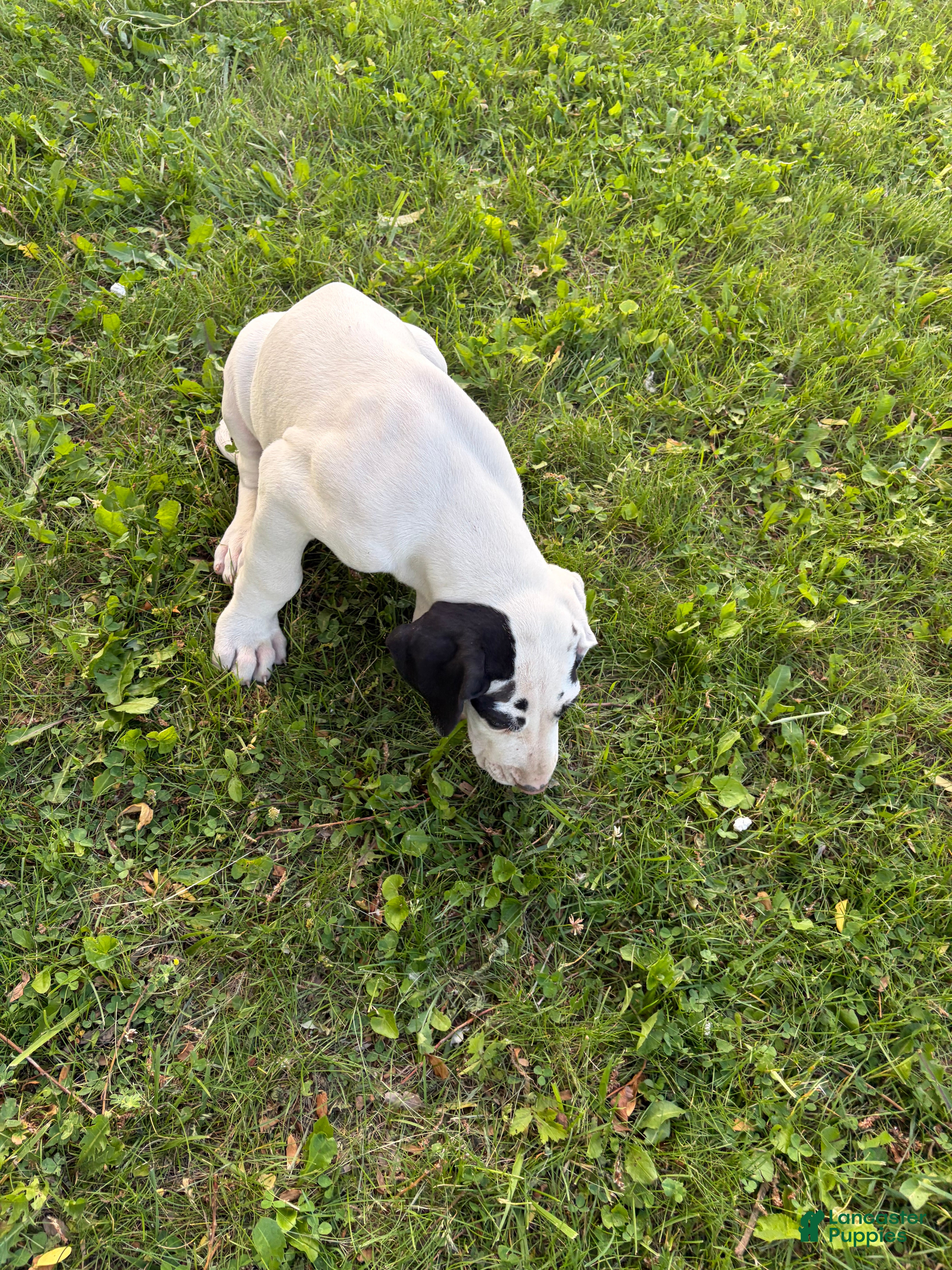 Great Dane dogs Great Dane 4 - Ad 26
