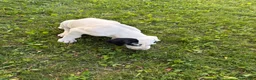 Great Dane dogs for sale: Great Dane 4 - Ad 1