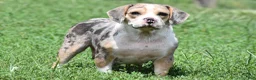Beabull dogs for sale: Champ - Ad 11