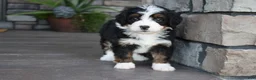 Mini Bernedoodle dogs for sale: Casey - Ad 7
