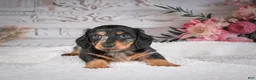 Miniature Dachshund dogs for sale: AKC-Mason - Ad 6