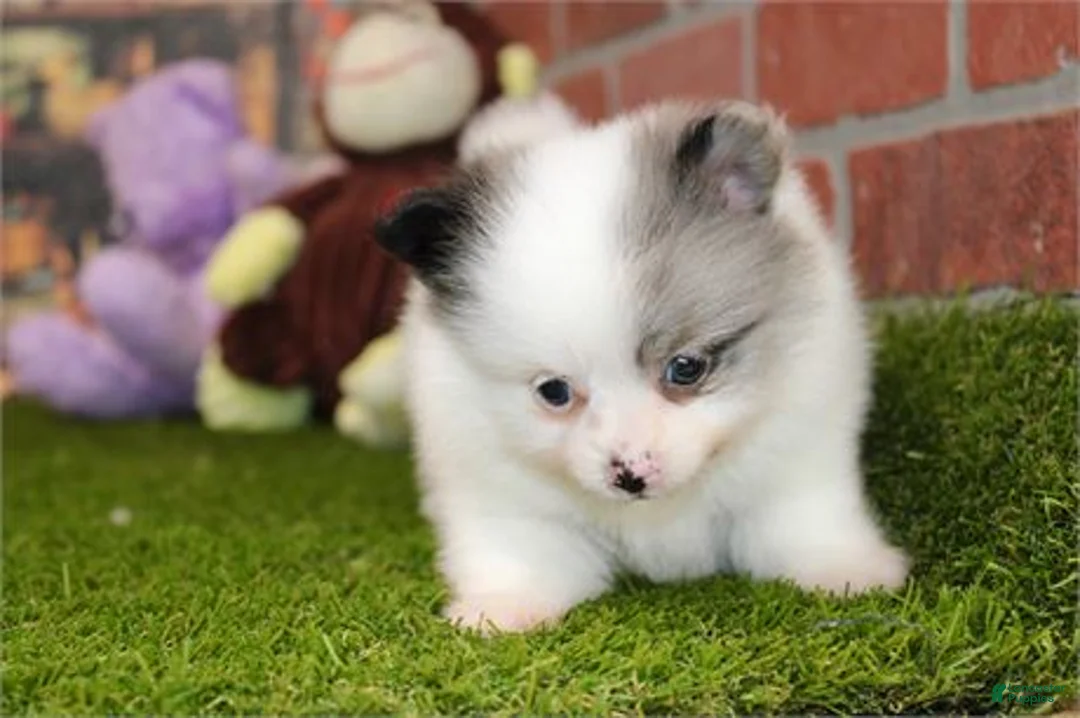 Pomeranian dogs for sale: Pomeranian Puppy 1 - Ad 1