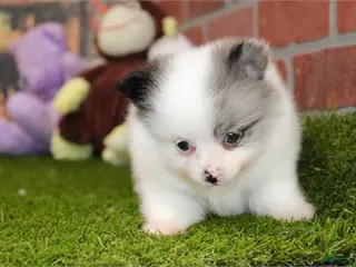 Pomeranian dogs Pomeranian Puppy 1 - Ad 12