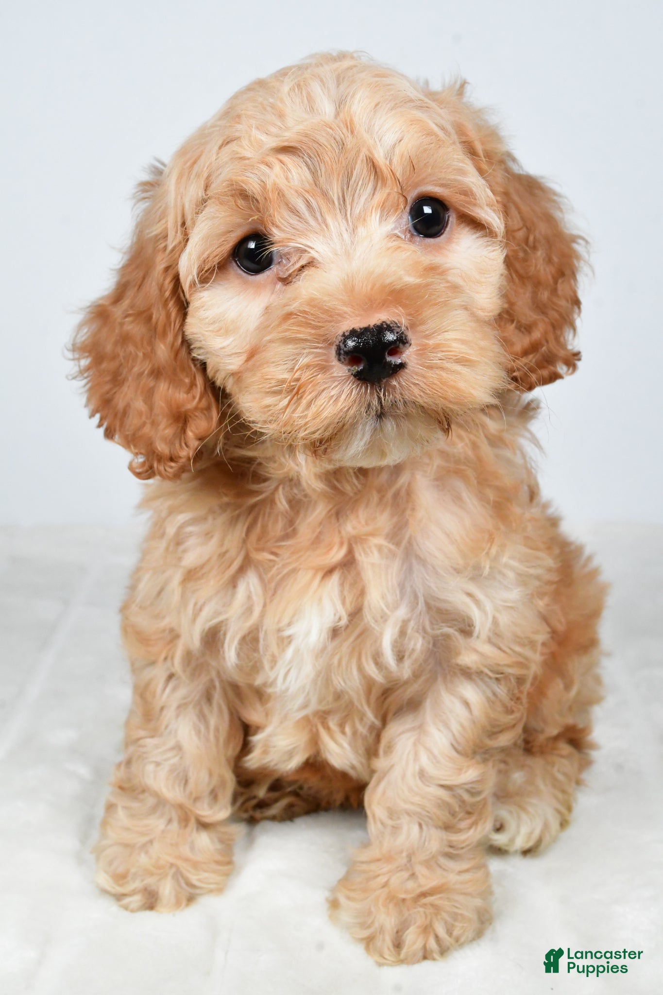 Cockapoo dogs Captain - Ad 2