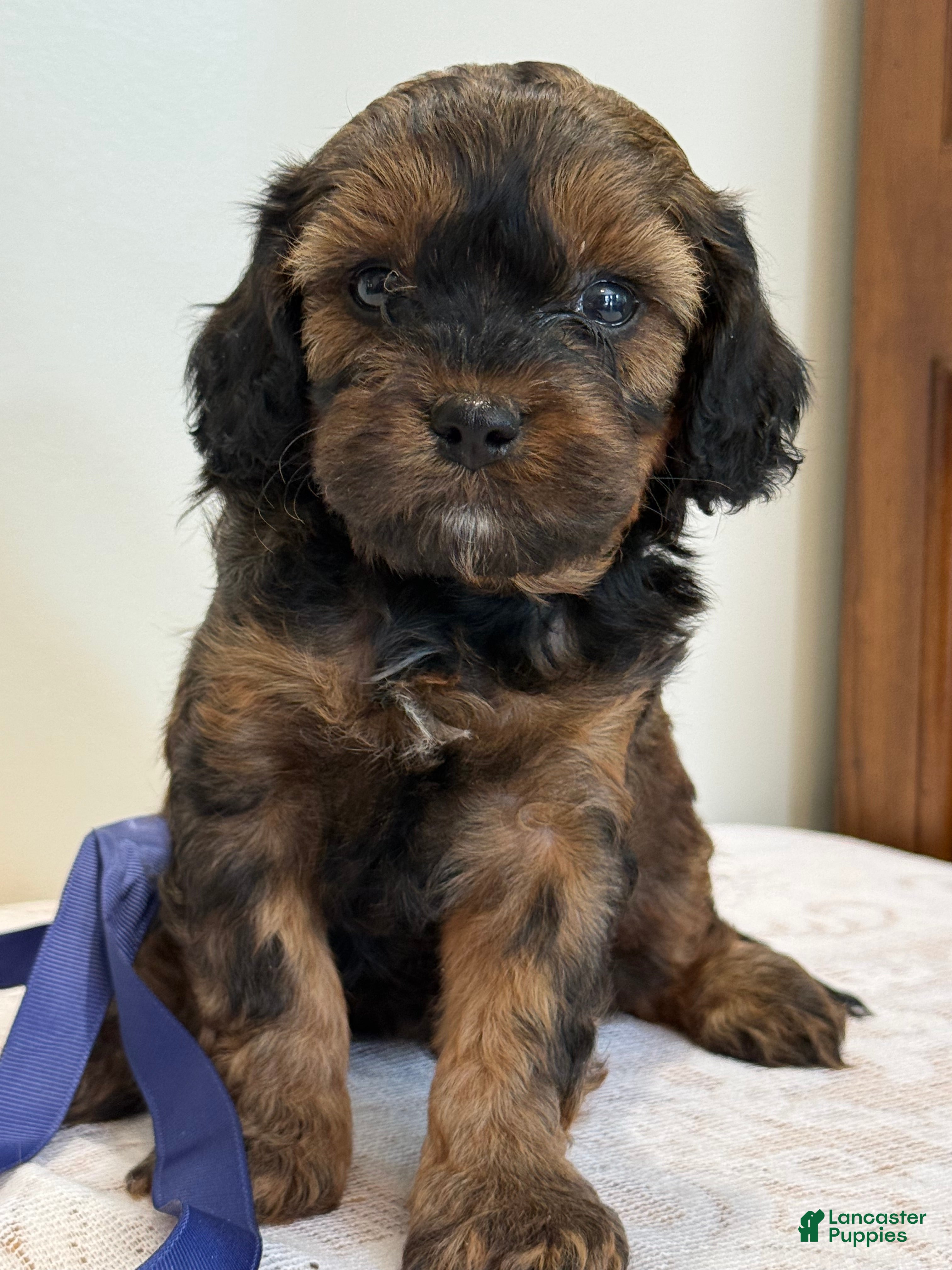 Cavapoo dogs Coffee Cavapoo  - Ad 1