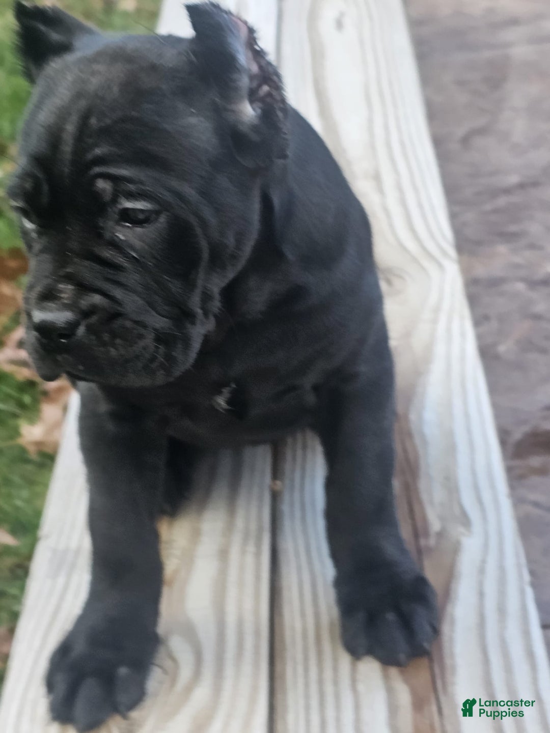 Cane Corso dogs for sale: GRACE - Ad 2