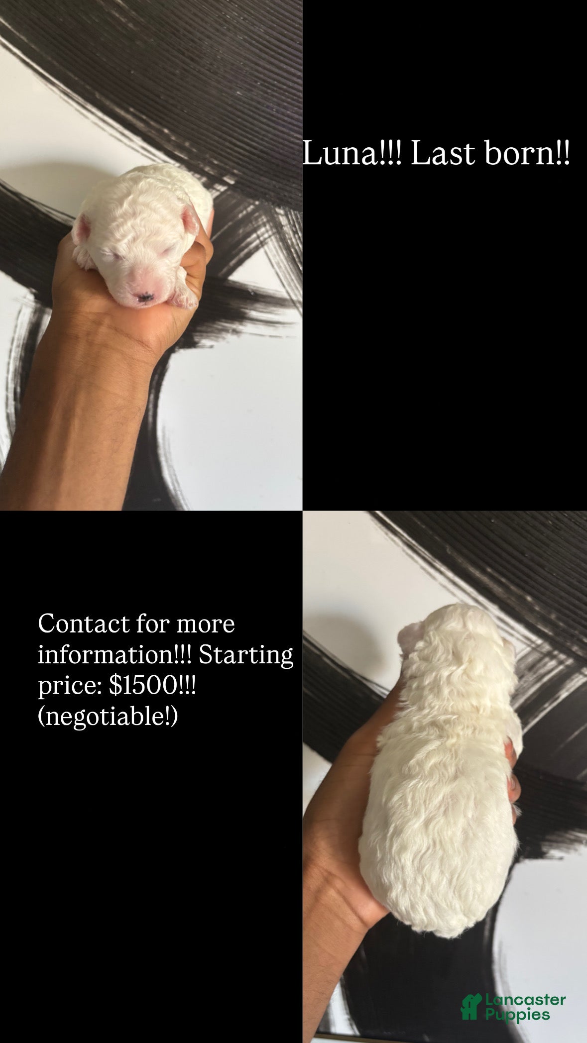 Bichpoo dogs Bichpoo 3 - Ad 3