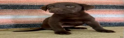Labrador Retriever dogs for sale: Cloe  - Ad 6