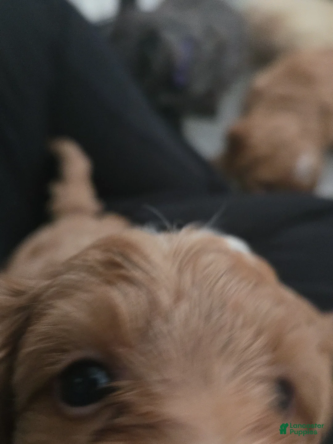 Cavapoo dogs for sale: Cavapoo Puppy 3 - Henry - Ad 2