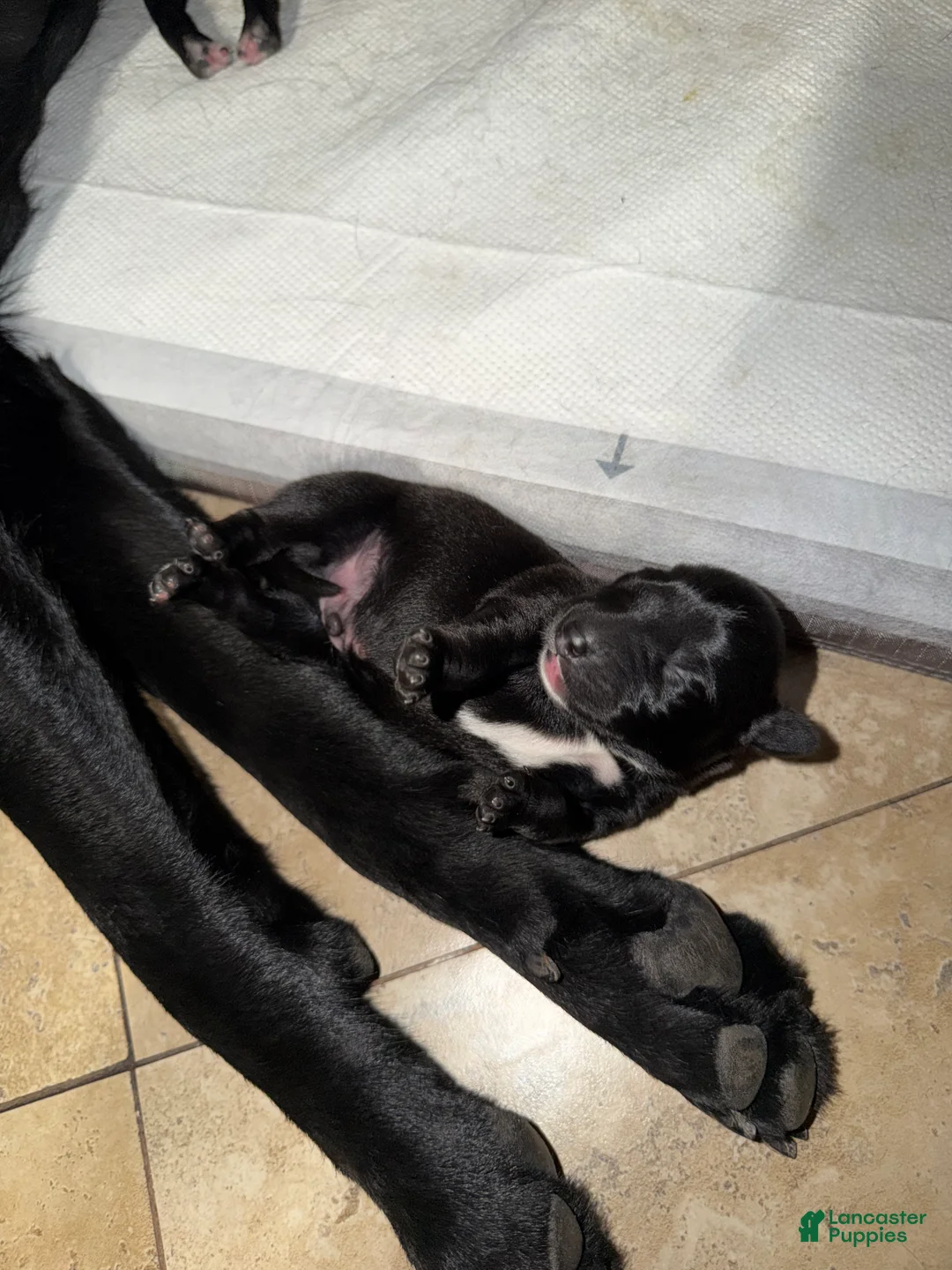Mixed Breed dogs for sale: Mixed Breed 6 - Ad 1