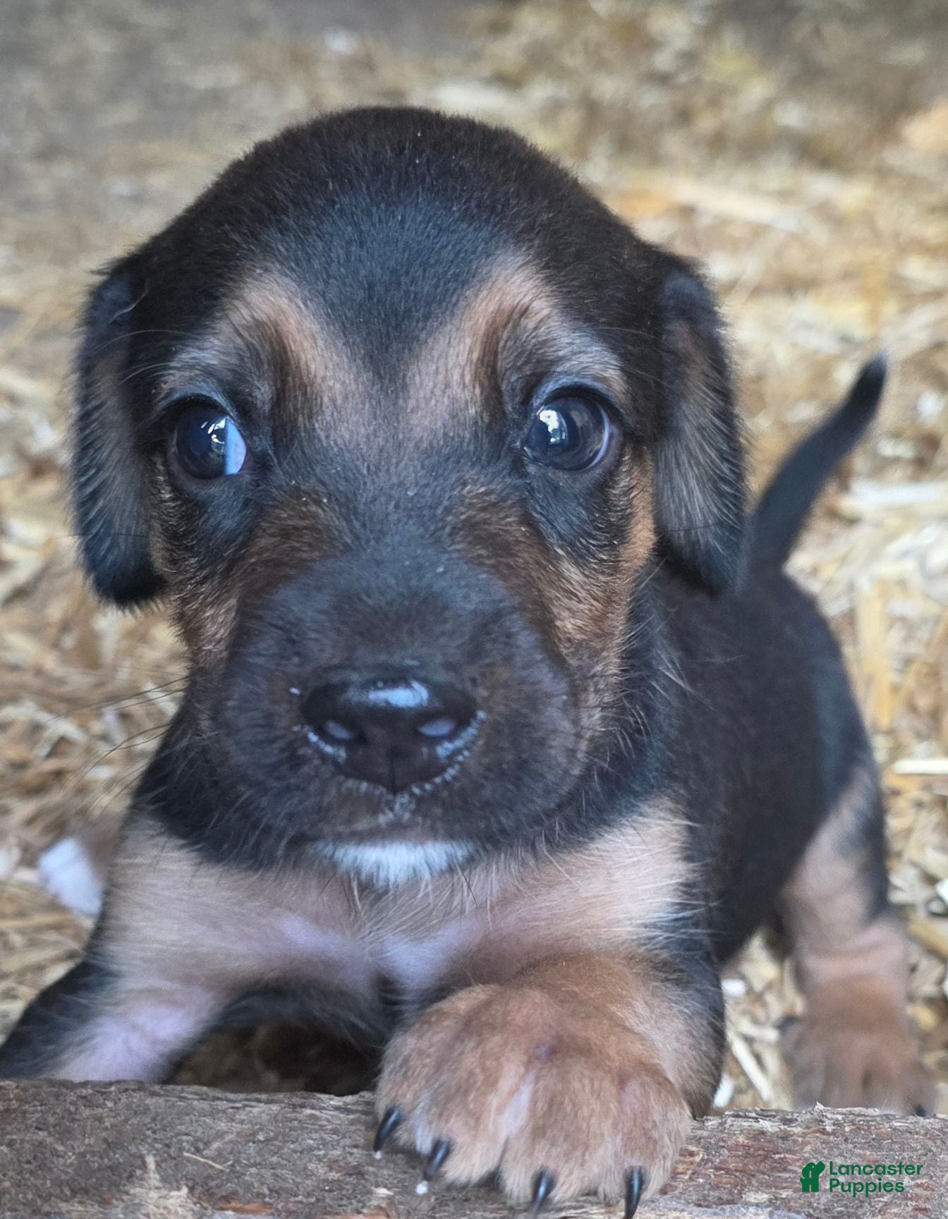 Mixed Breed dogs Mixed Breed 4 - Ad 25