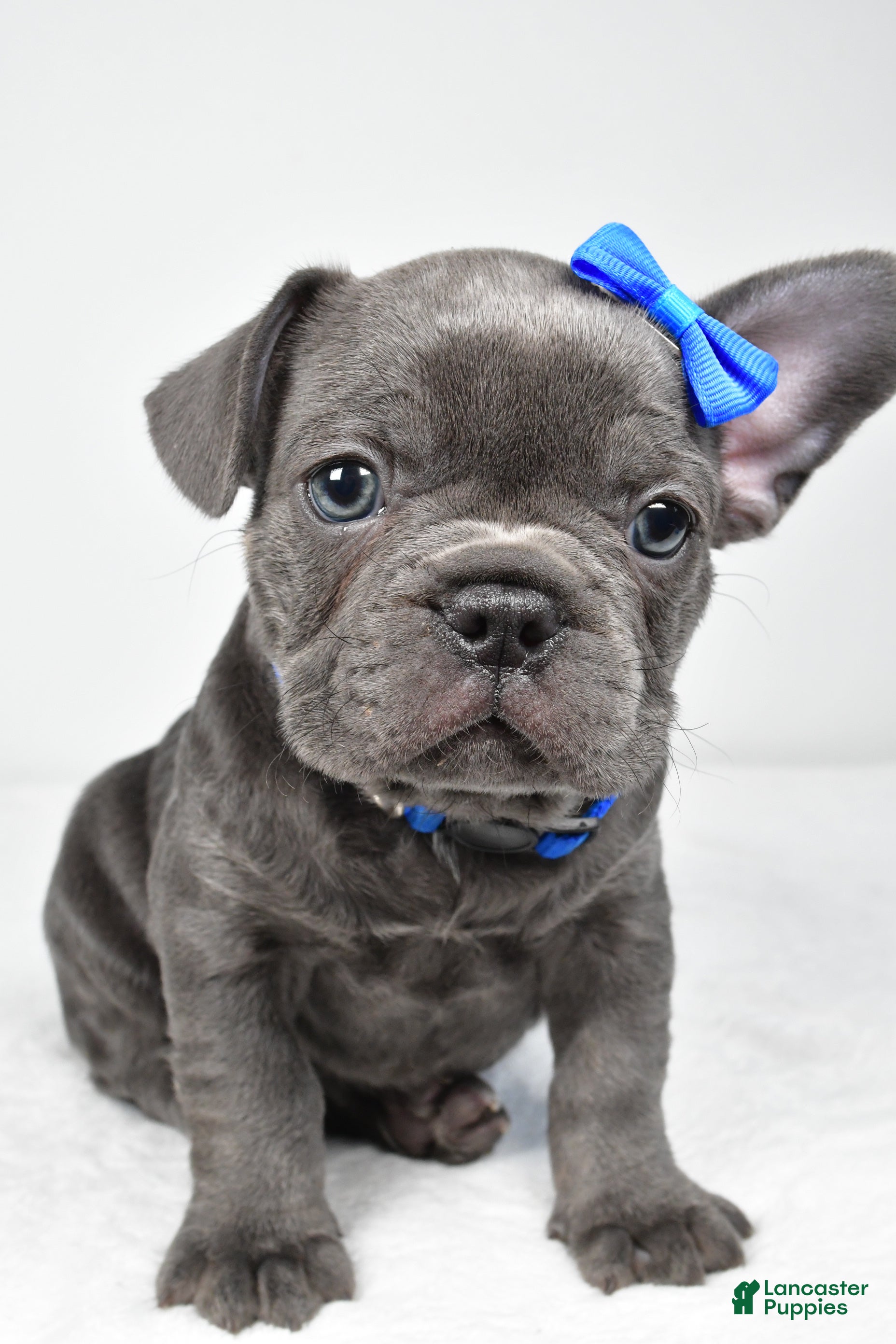 Mixed Breed dogs Harvey - Ad 2