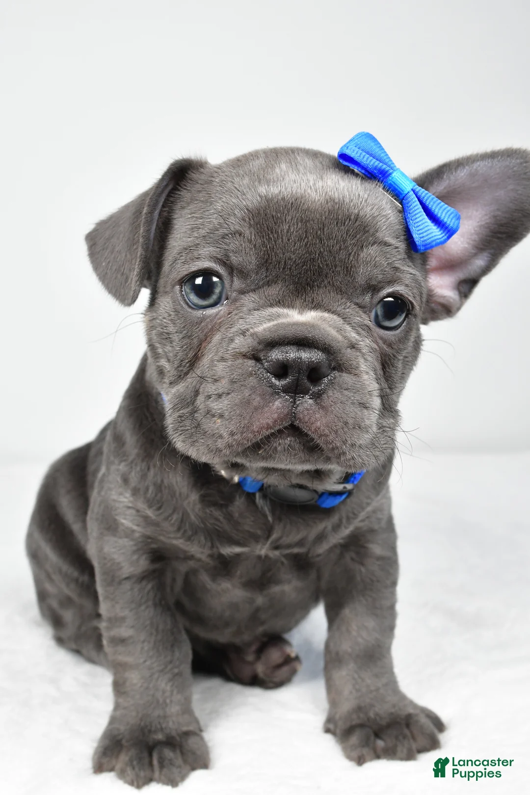 Mixed Breed dogs for sale: Harvey - Ad 2