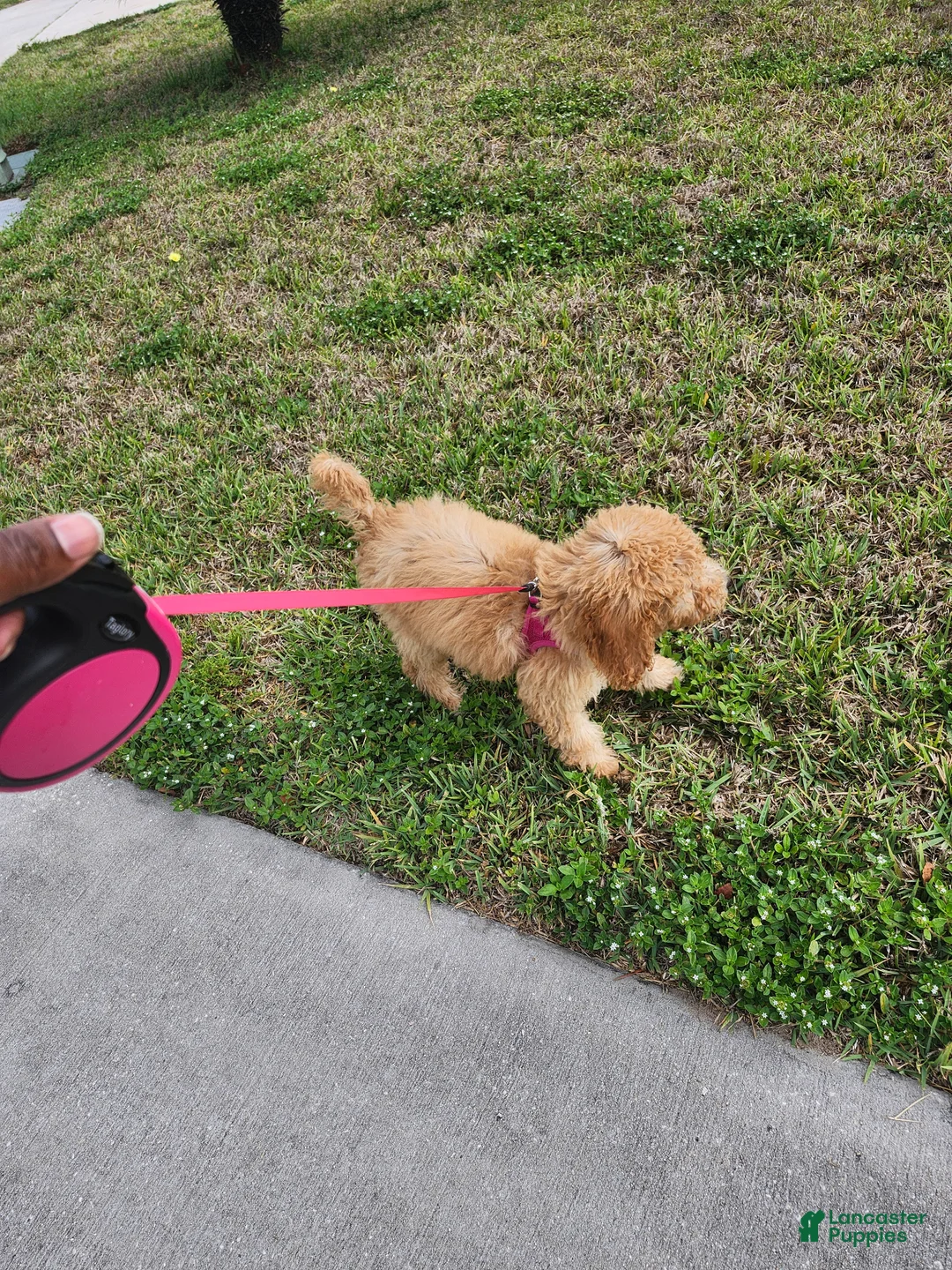 Goldendoodle dogs for sale: Goldendoodle Puppy 1 - Ad 2
