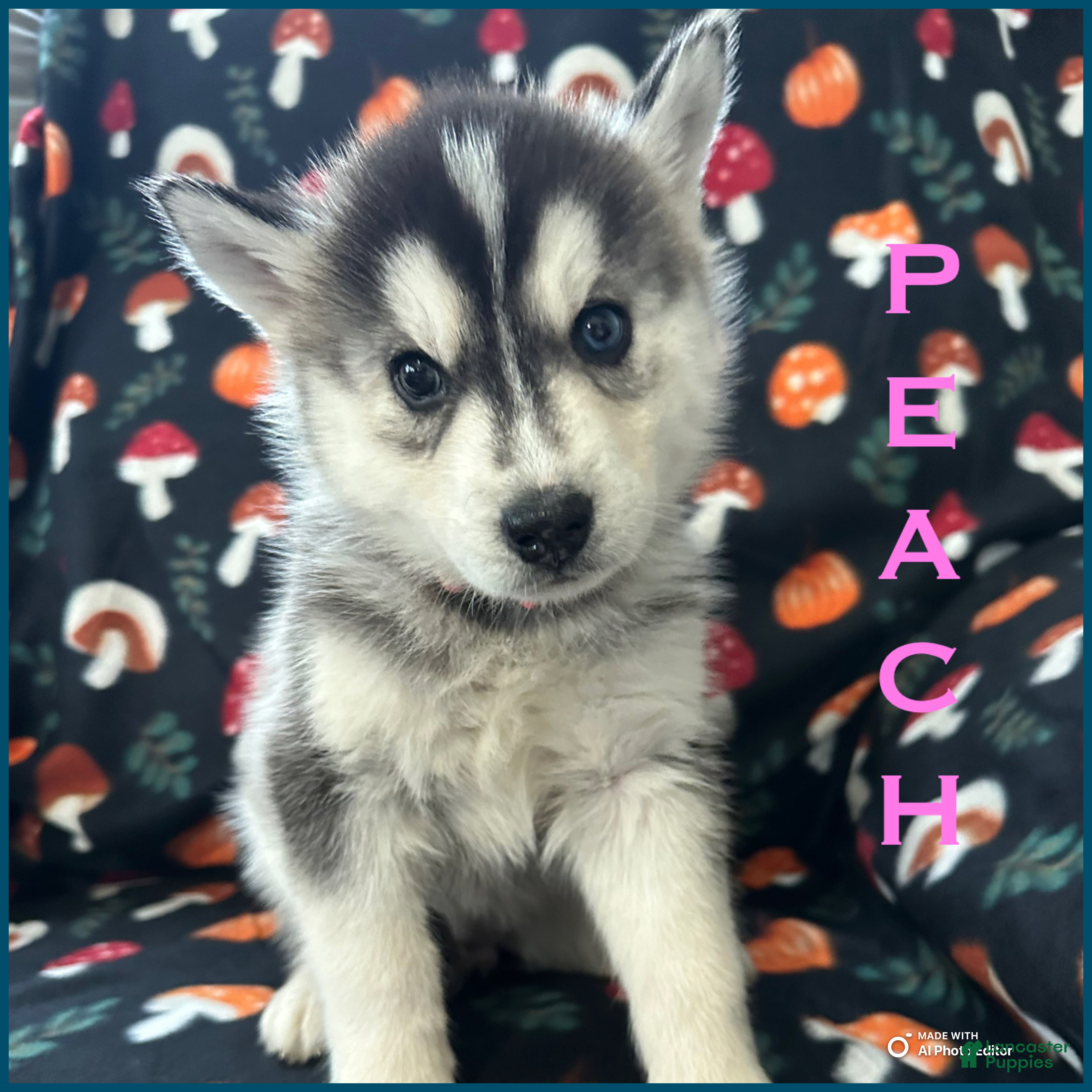 Siberian Husky dogs Peach - Ad 37