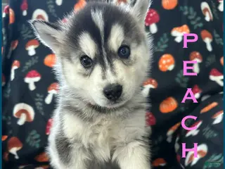 Siberian Husky dogs Peach - Ad 42