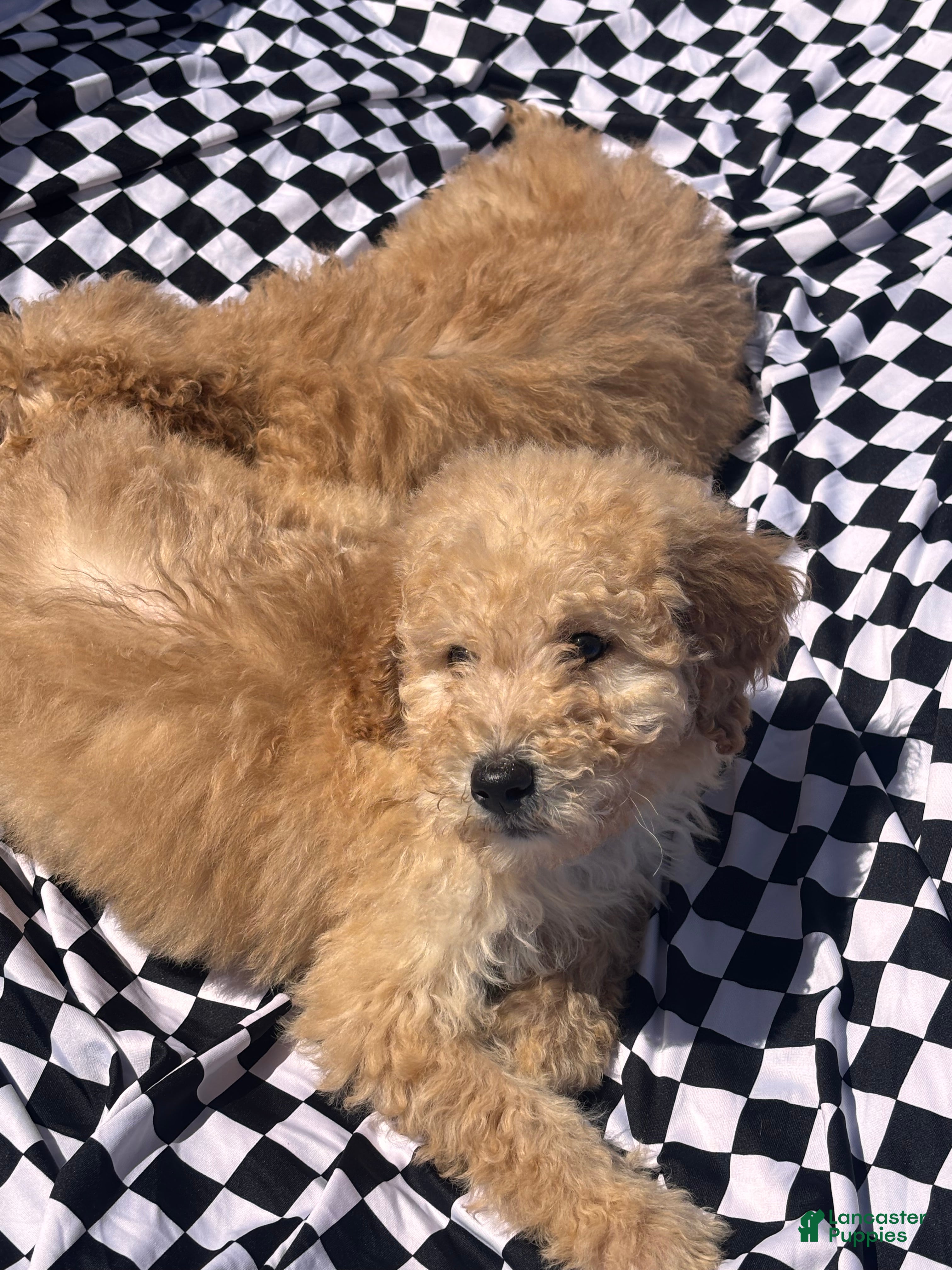 Bernedoodle dogs Bernedoodle Puppy 2 - Ad 40
