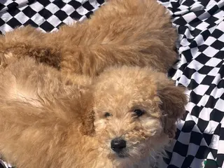 Bernedoodle dogs Bernedoodle Puppy 2 - Ad 40