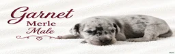 Great Dane dogs for sale: Garnet - Ad 1