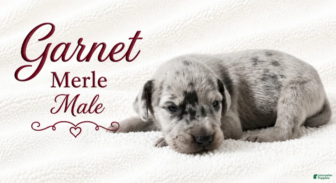 Great Dane dogs for sale: Garnet - Ad 1