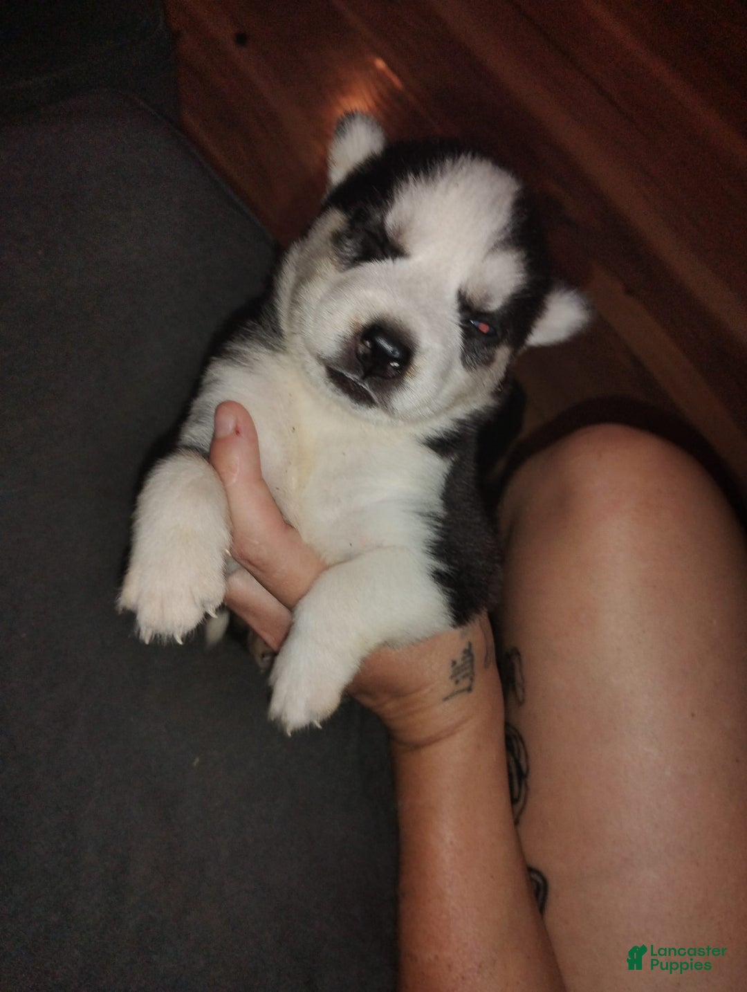 Siberian Husky dogs for sale: Mary - Ad 4