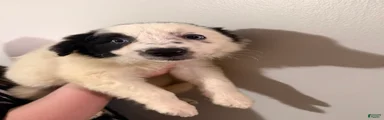 Border Collie 2
