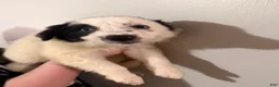 Border Collie dogs for sale: Border Collie 2 - Ad 1