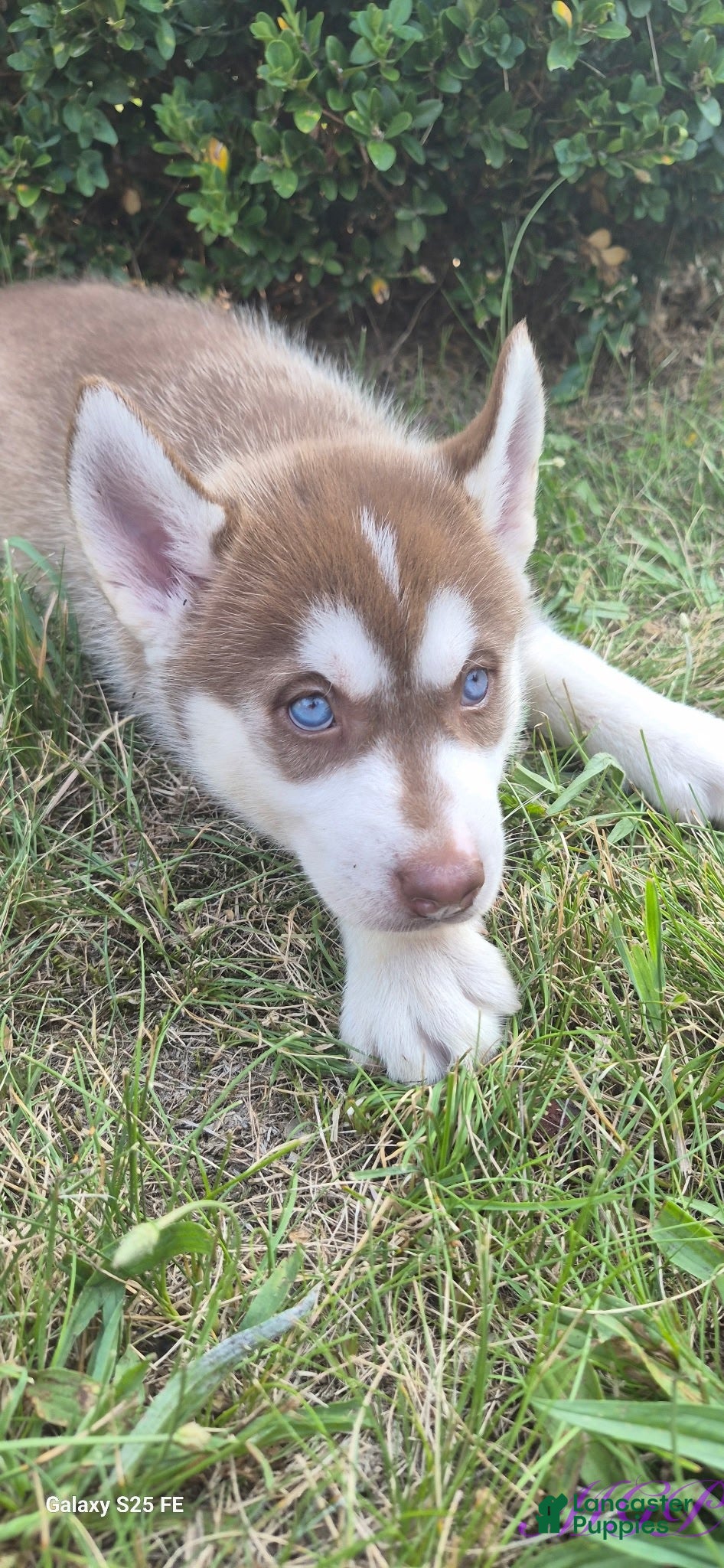 Siberian Husky dogs Sage - Ad 7