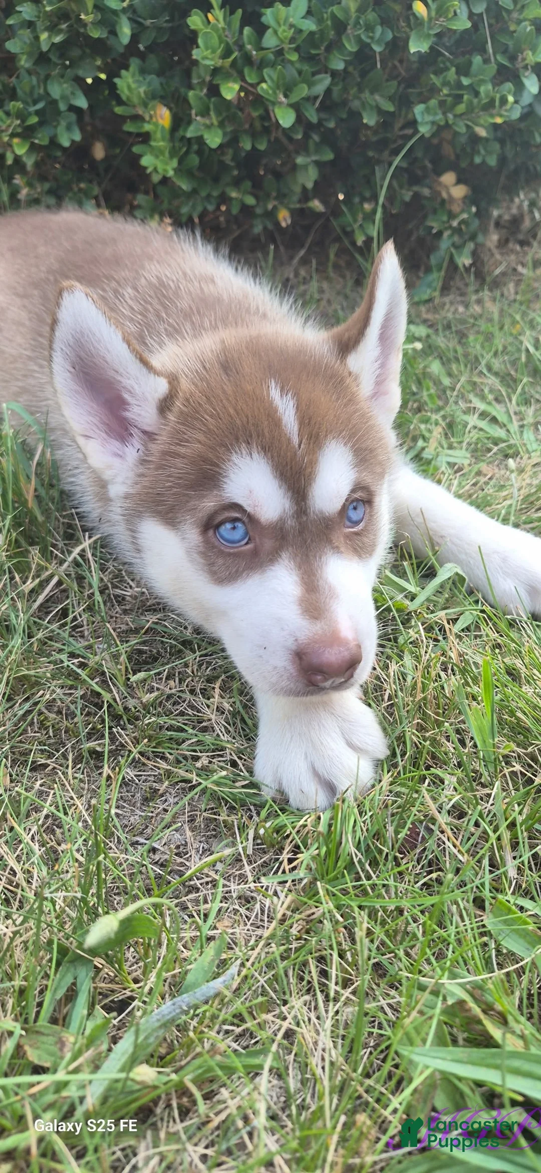 Siberian Husky dogs for sale: Sage - Ad 1