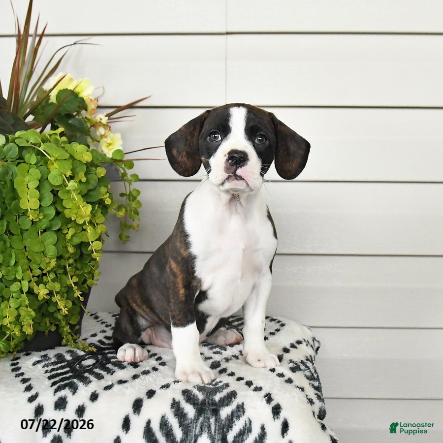 Beaglier dogs Misty - Ad 2