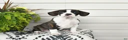 Beaglier dogs for sale: Misty - Ad 2