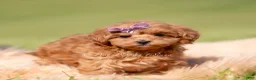 Maltipoo dogs for sale: Lyra F1B - Ad 4