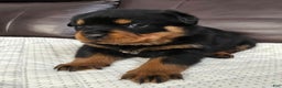 Rottweiler dogs for sale: Rottweiler Puppy 4 Purple Girl  - Ad 4