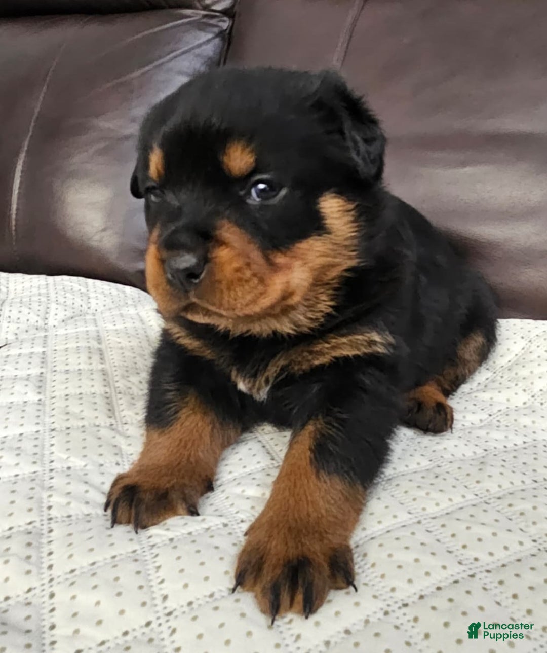 Rottweiler dogs for sale: Rottweiler Puppy 4 Purple Girl  - Ad 4