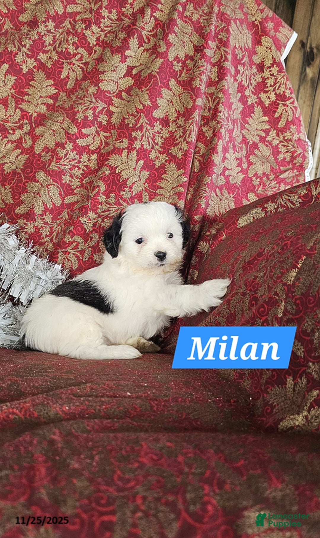 Shih Tzu dogs for sale: Milan - Ad 1