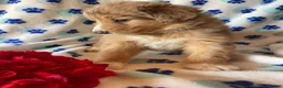 Mixed Breed dogs for sale: Lassie - Ad 2