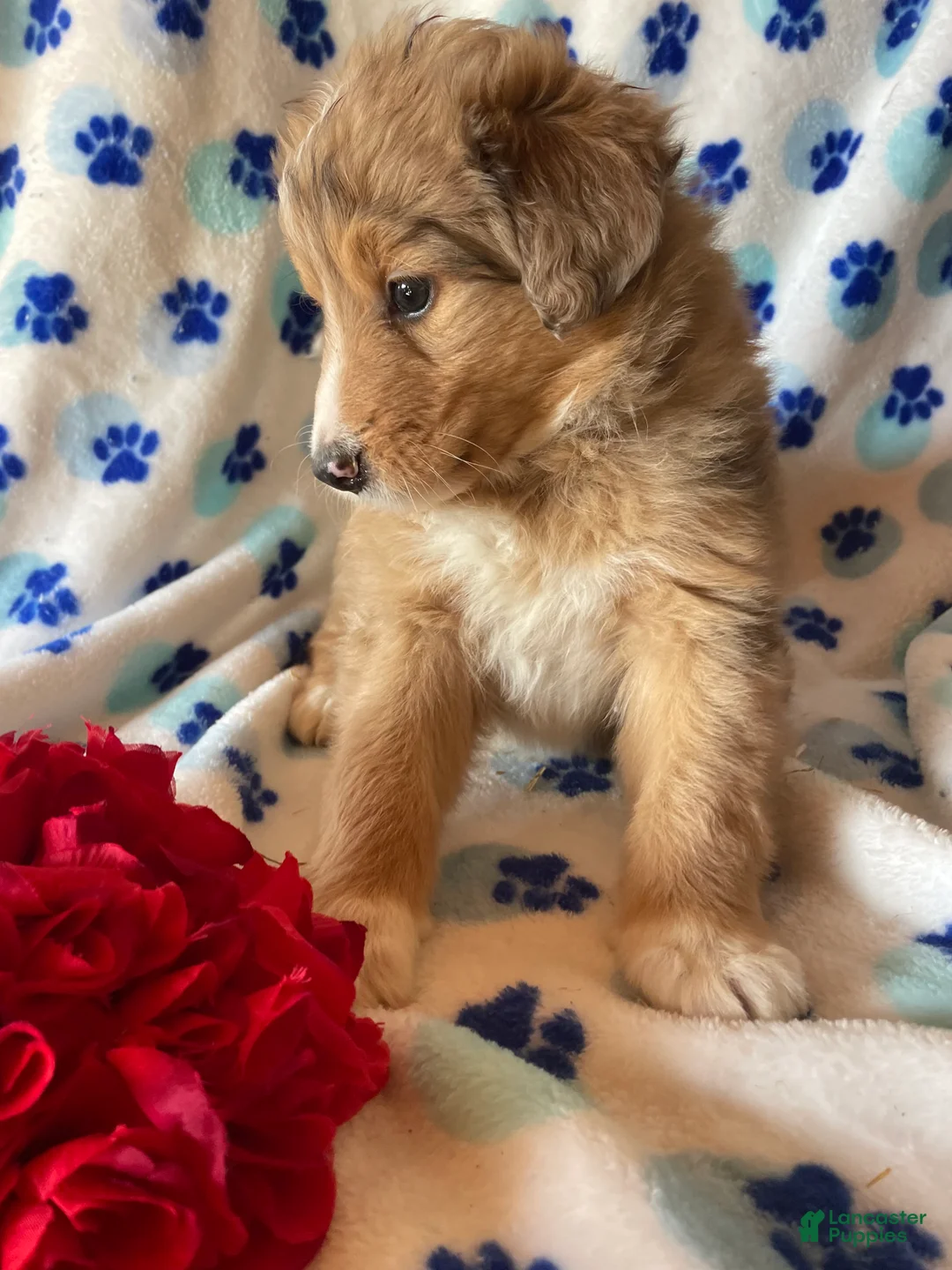 Mixed Breed dogs for sale: Lassie - Ad 2