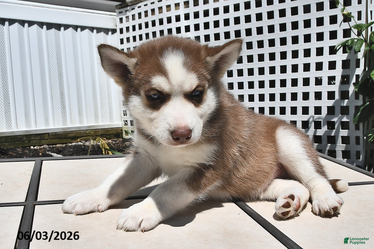 Siberian Husky dogs for sale: Cody - Ad 2