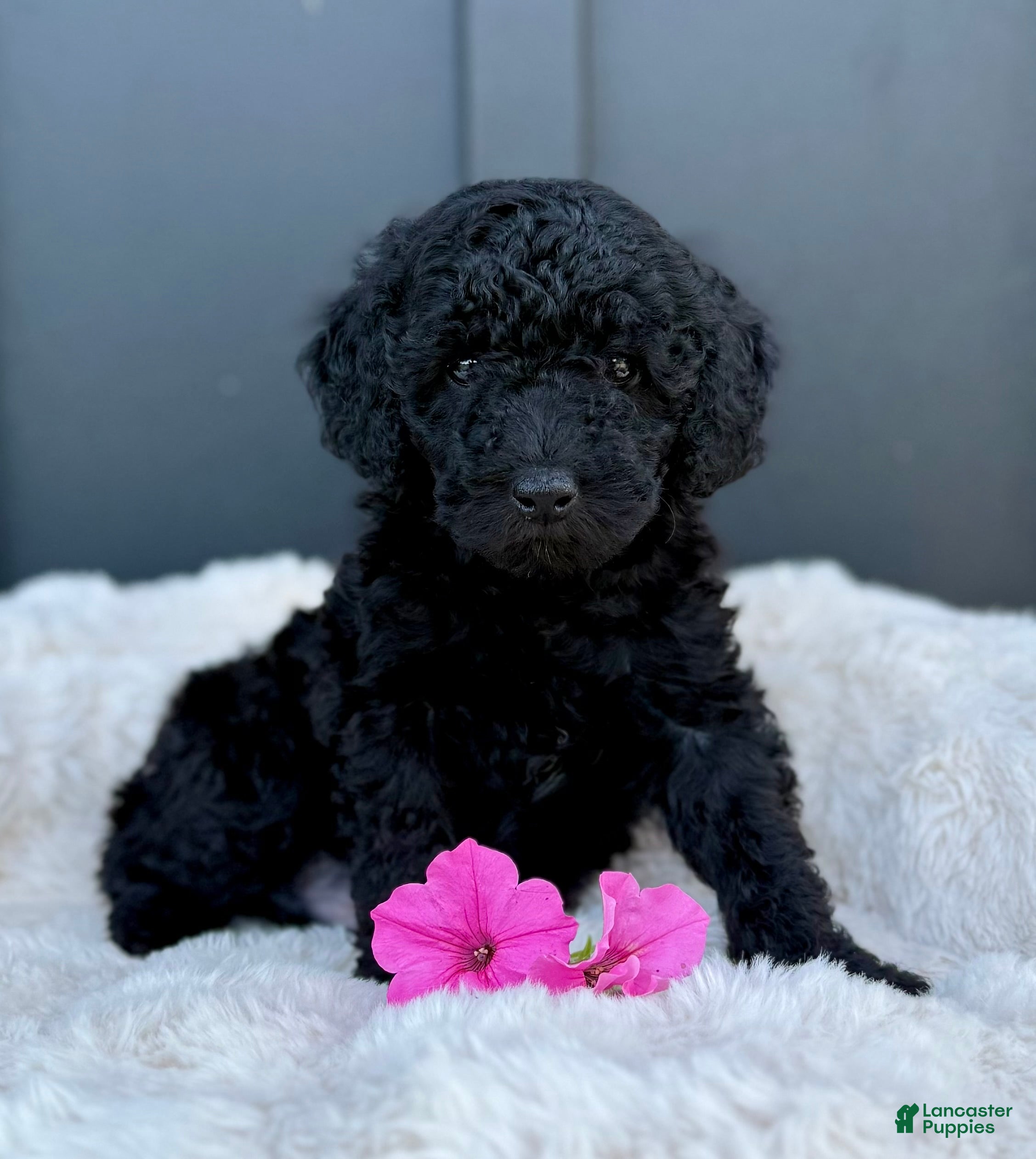 Mini Goldendoodle dogs SAWYER - Ad 1
