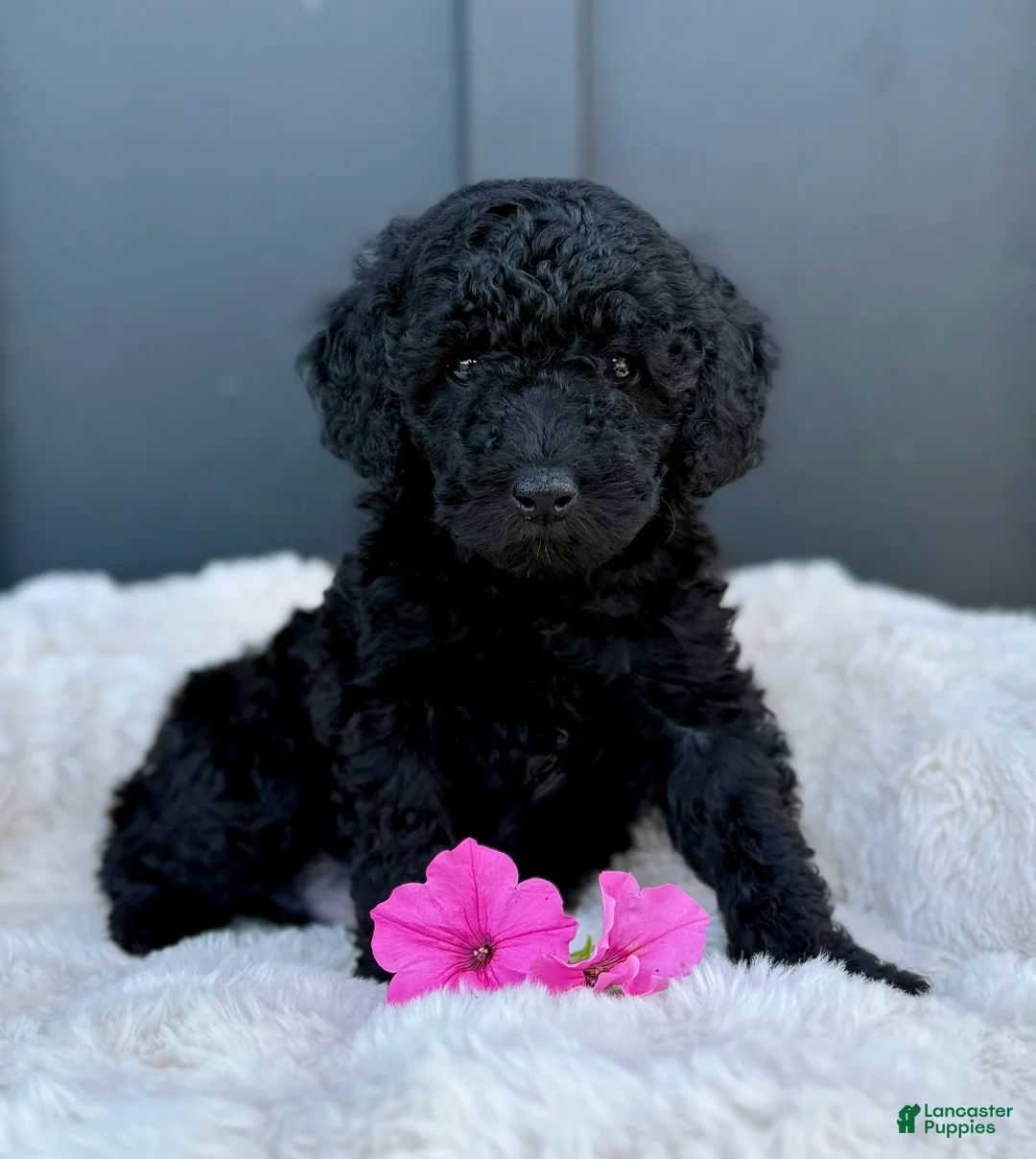 Mini Goldendoodle dogs for sale: SAWYER - Ad 1