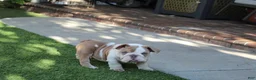 English Bulldog dogs for sale: English Bulldog Puppy 1 - Ad 6