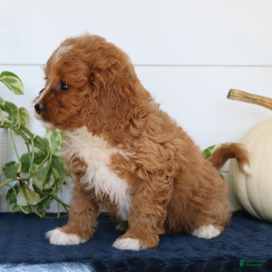 Cavapoo dogs for sale: Jasper  - Ad 2