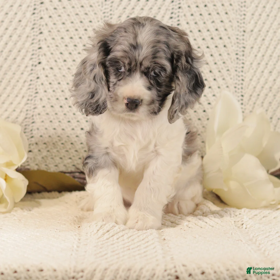 Cocker Spaniel dogs for sale: Bumble Bee - Ad 2