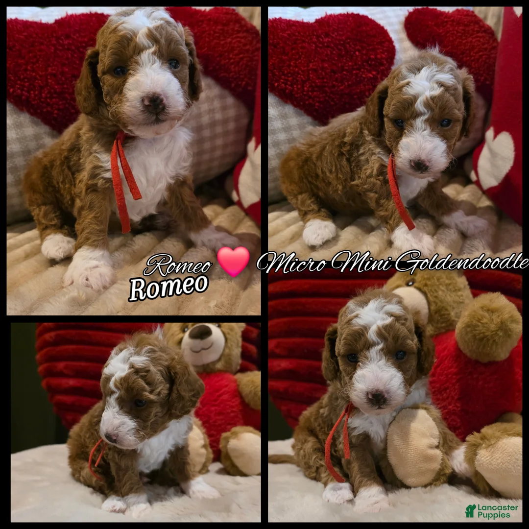 Mini Goldendoodle dogs for sale: Romeo  - Ad 3